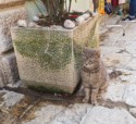 Cat next to concrete planter